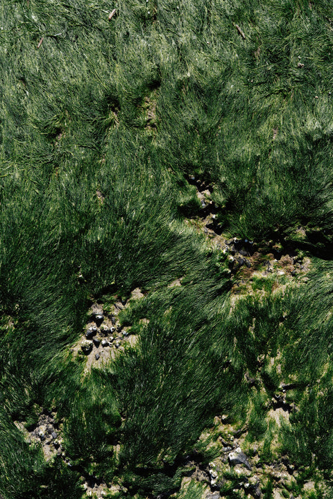 Fine art print: "windschrift" (20x30)