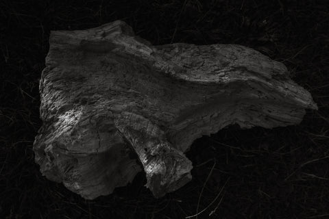 Fine art print: "waar schaduw rust" (20x30)