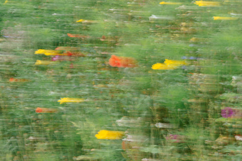 Fine art print: "voorbij de bloem 1" (20x30)