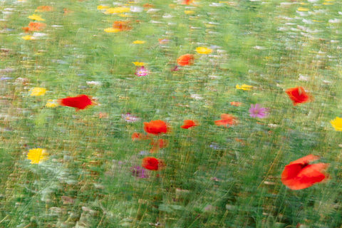 Fine art print: "voorbij de bloem 2" (20x30)