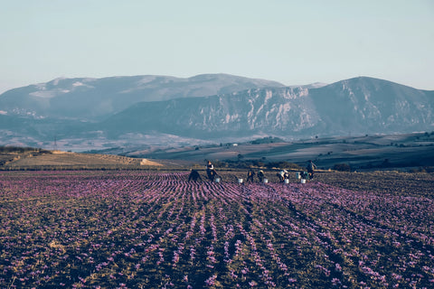 Saffraan uit Kozani